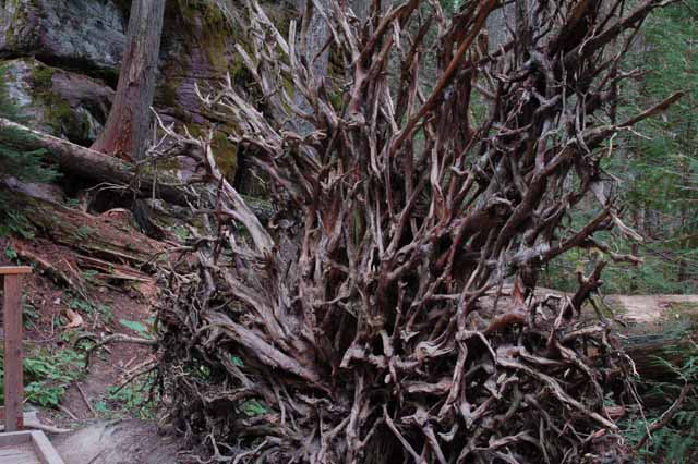 Fallen Red Cedar 